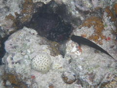 Ophioblennius macclurei