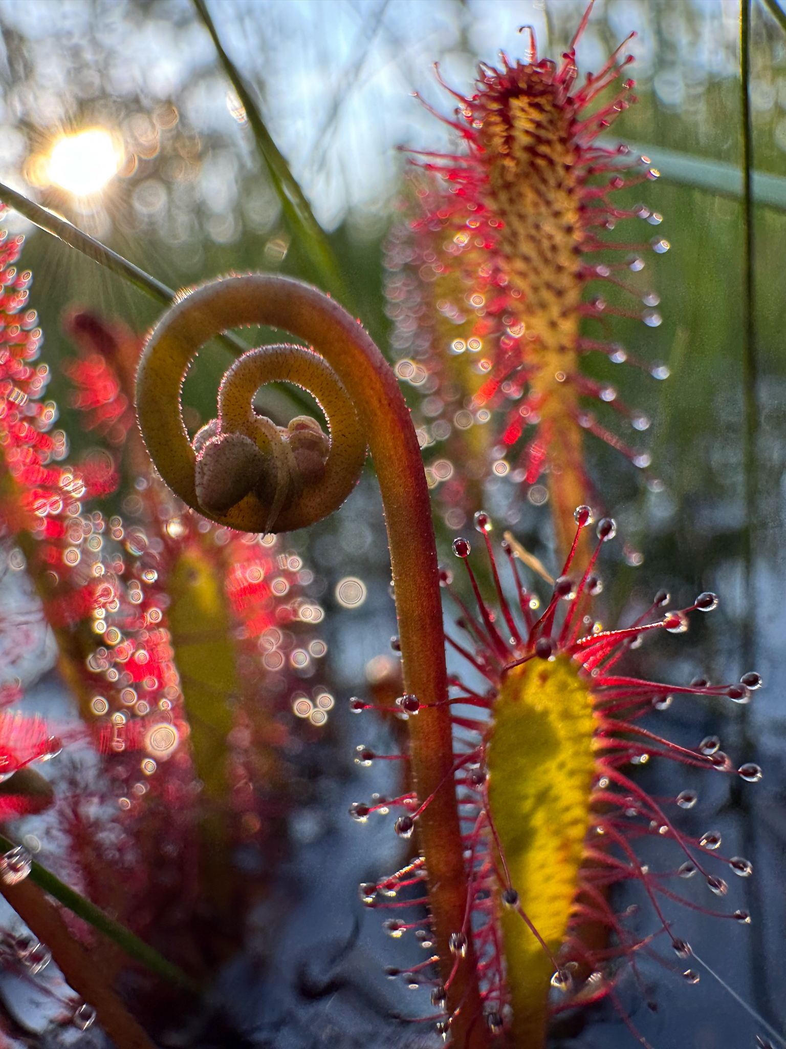 Drosera anglica Huds.