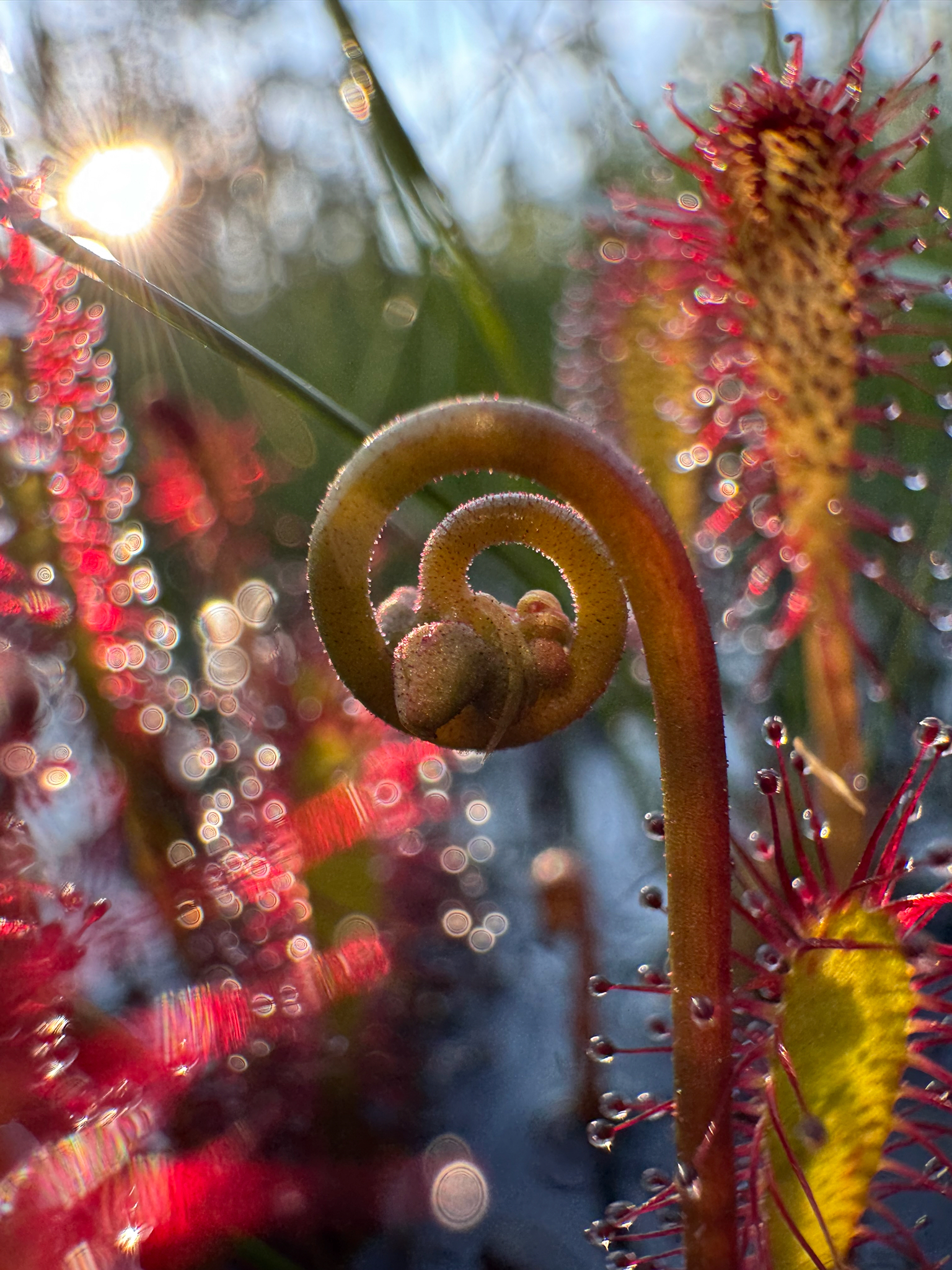 Drosera anglica Huds. 2