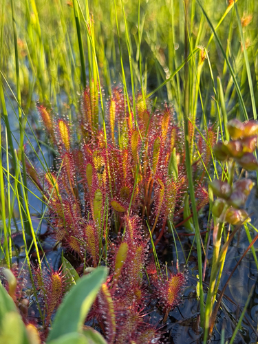 Drosera anglica iNat (1)