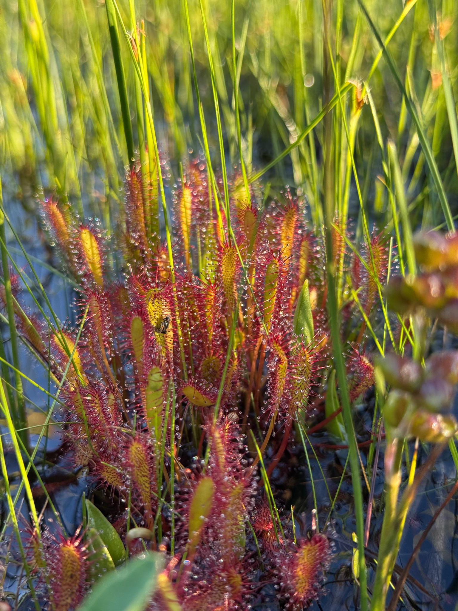 Drosera anglica Huds. 3