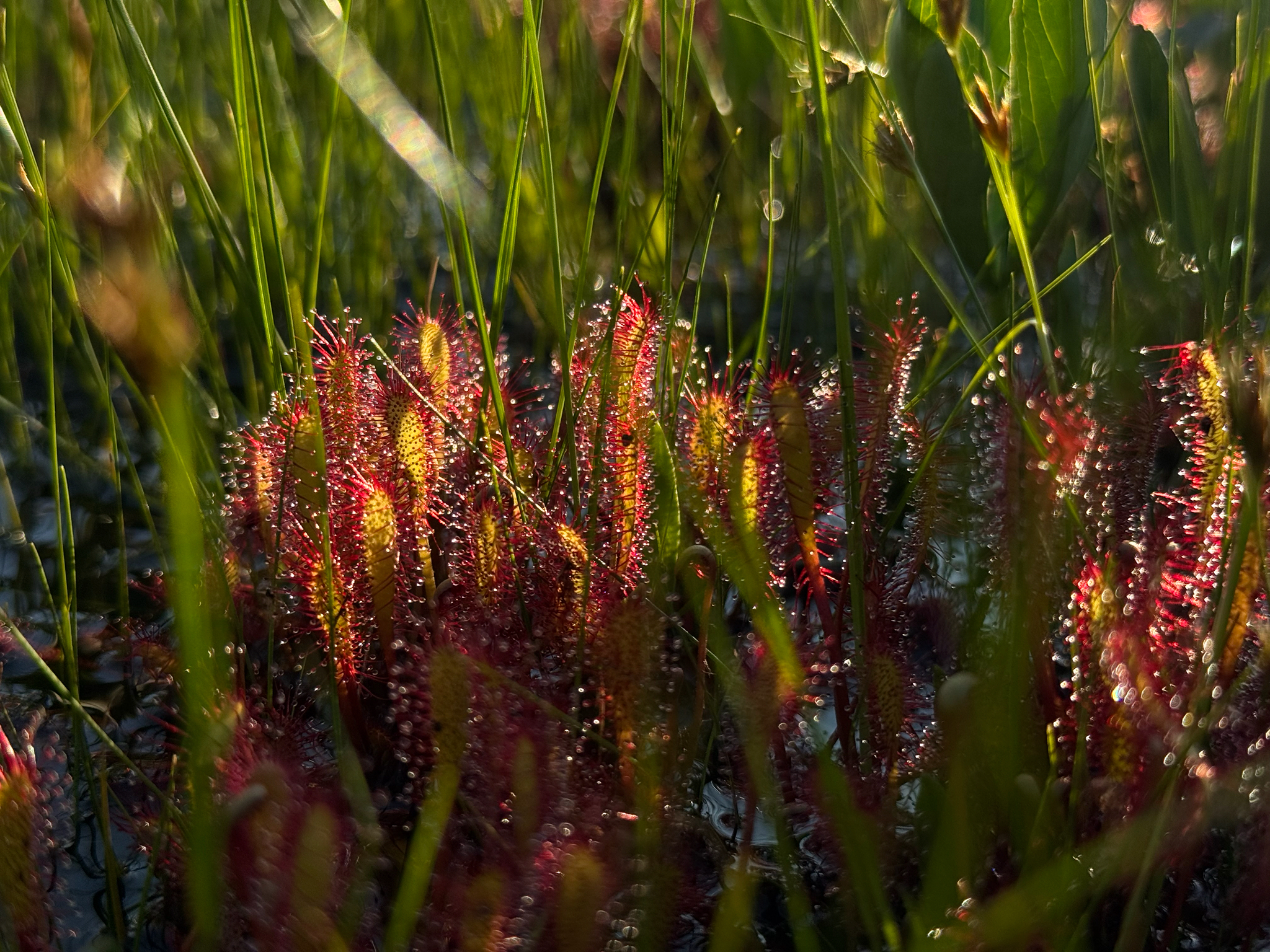 Drosera anglica Huds. 4