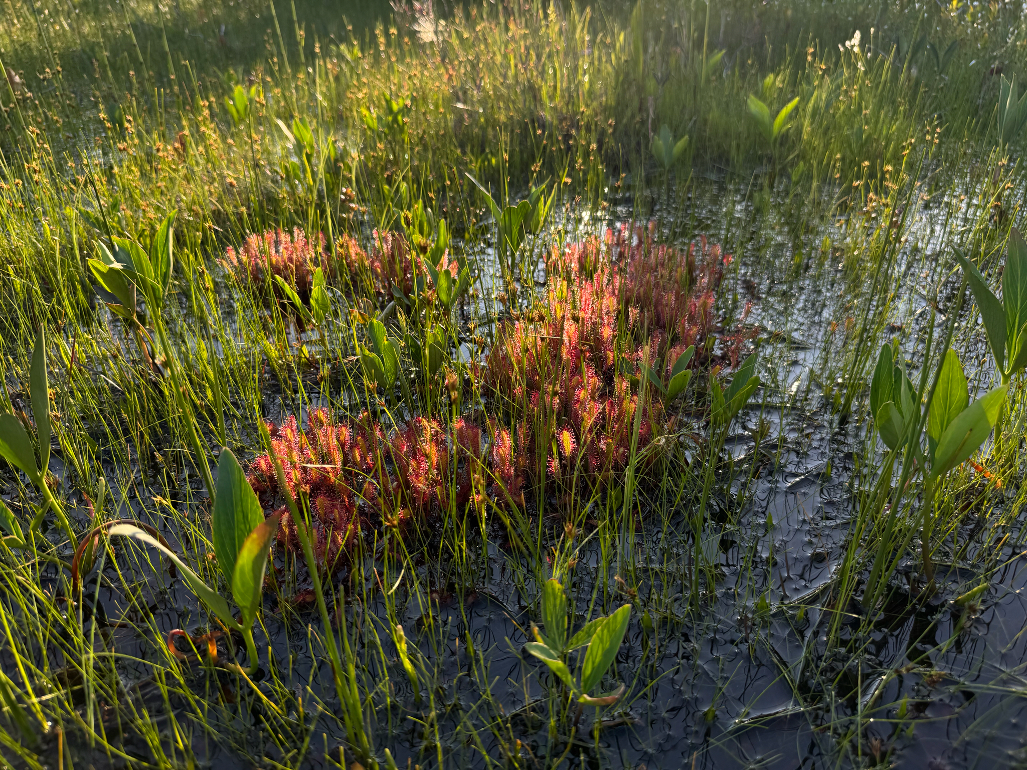 Drosera anglica Huds. 5