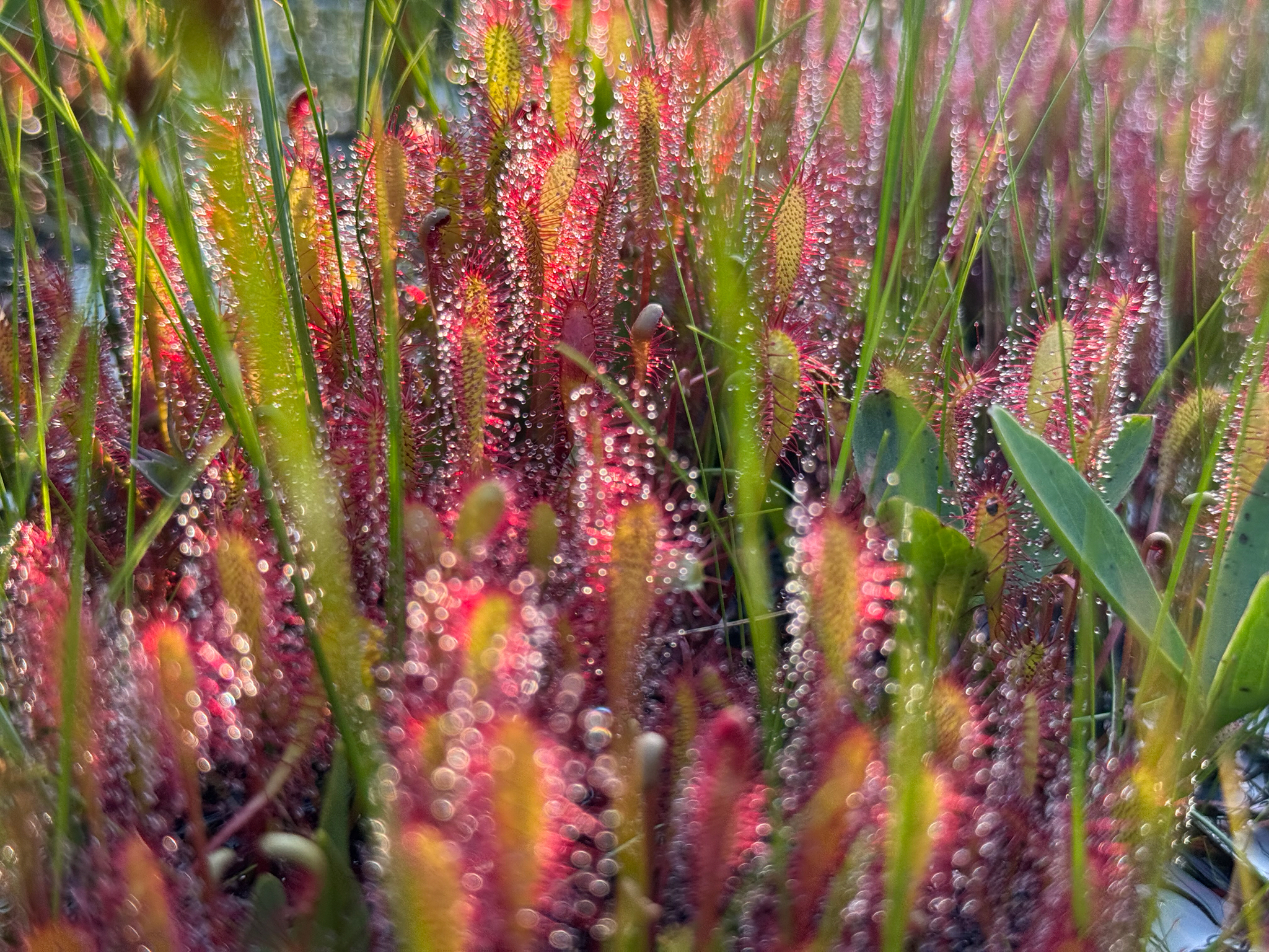 Drosera anglica Huds. 6