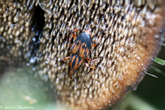 Metamasius hemipterus