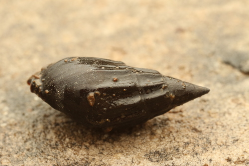 Melanopsis costata, 2026-01-30