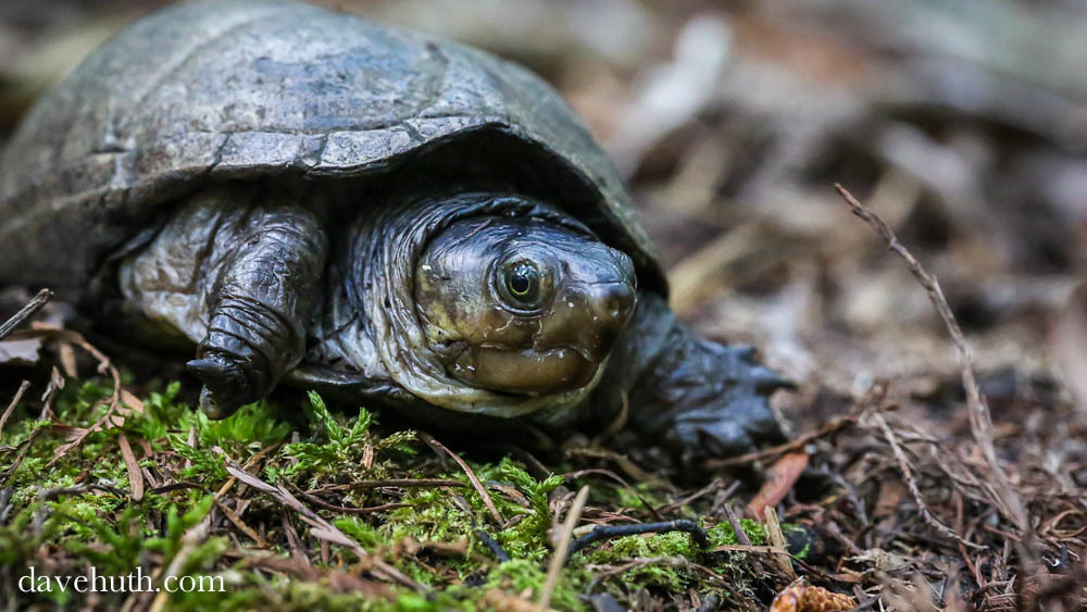 Eastern Mud Turtle (Reptiles and Amphibians of Ninety Six National ...