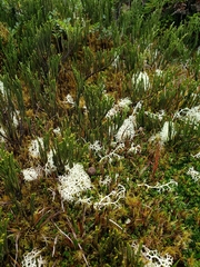 Lepidothamnus fonkii