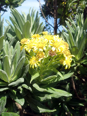 Brachyglottis huntii, photograph author not stated, no rights reserved