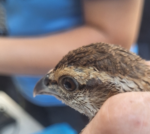 Double-spurred Spurfowl