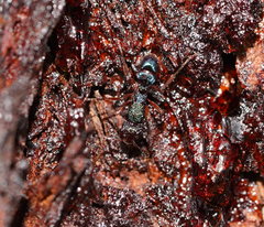 Rhytidoponera aspera