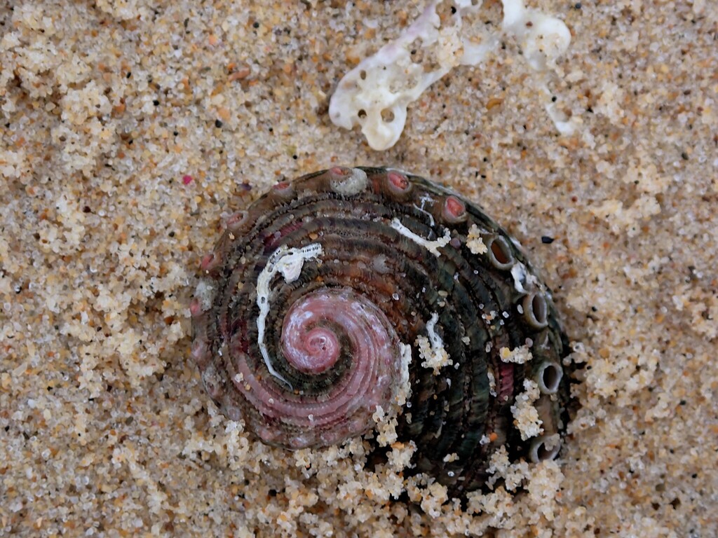 Brazier's ear shell from Bundagen NSW 2454, Australia on February 10 ...