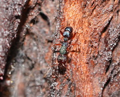 Rhytidoponera aspera