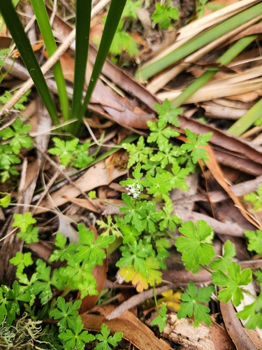 forest pennywort (Hydrocotyle geraniifolia)