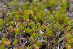 Christopher Stephens, CC BY-SA, iNaturalist via GBIF Styphelia nesophila, photograph Christopher Stephens, CC BY-SA, iNaturalist via GBIF