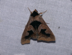 Anoba trigonoides