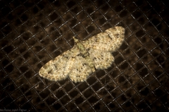 Chloroclystis guttifera