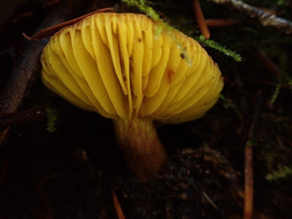 Phylloporus arenicola · November 2025 · photo: © reago (iNaturalist, cc-by)