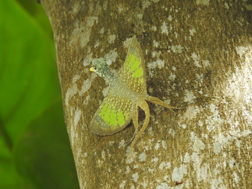 Mindanao Flying Dragon, Draco cyanopterus