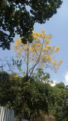 Handroanthus chrysanthus