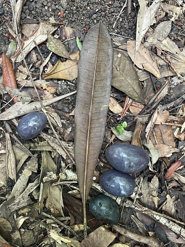Cerbera inflata observed 2026-02-10