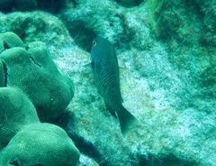 Plectroglyphidodon marginatus