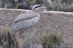 Burhinus superciliaris