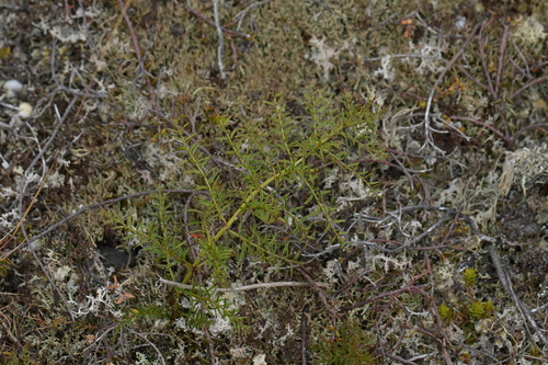 Coriaria angustissima (Coriaria angustissima)