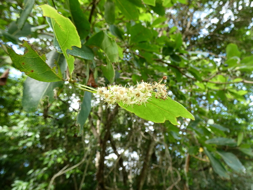 Australian Almond (Terminalia muelleri)