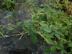 Cleome aculeata