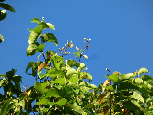 Black creeper (Ichnocarpus frutescens)