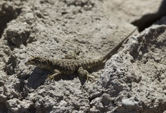 Liolaemus leopardinus