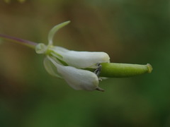 Cleome aculeata