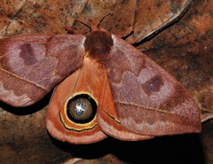 Automeris excreta