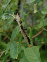 Cleome aculeata