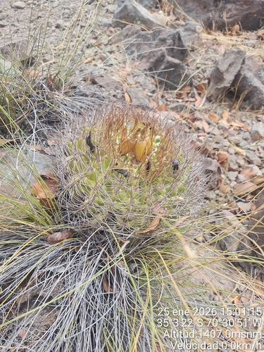 Eriosyce marksiana
