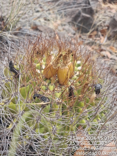 Eriosyce marksiana