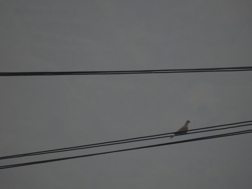 Eurasian Collared-Dove