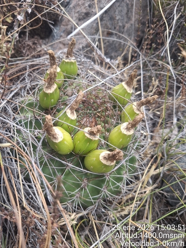 Eriosyce marksiana