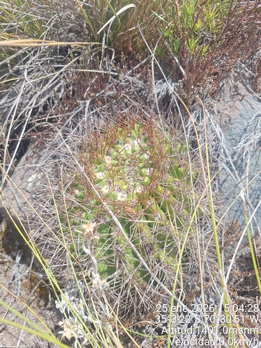 Eriosyce marksiana