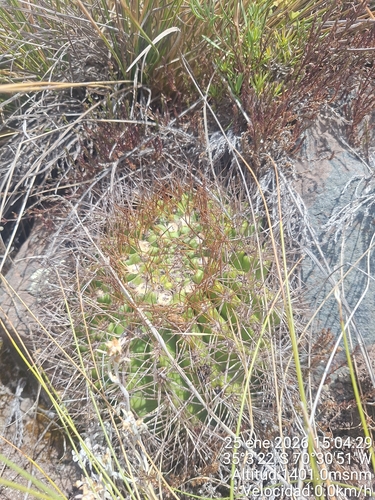 Eriosyce marksiana