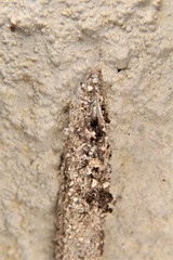 Atypoidea
