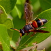 Red-marked Pachodynerus Wasp - Photo (c) Mary Keim, some rights reserved (CC BY-NC-SA)
