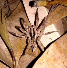 Lycosidae
