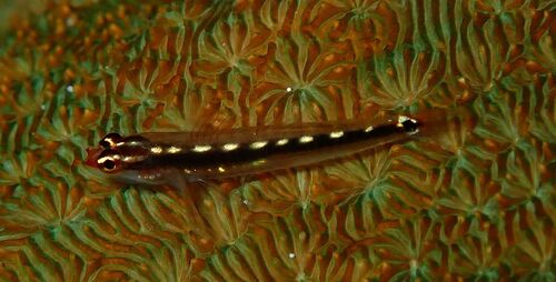 Redstripe dwarfgoby (Eviota sebreei) — Gobiidae — 4