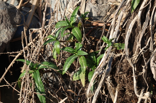 Bur Marigold foliage