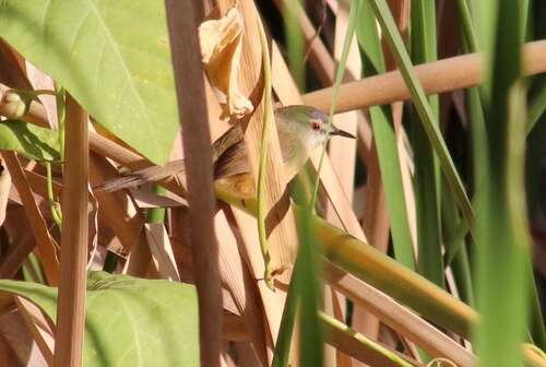 Yellow-bellied Prinia (Prinia flaviventris), photo 5
