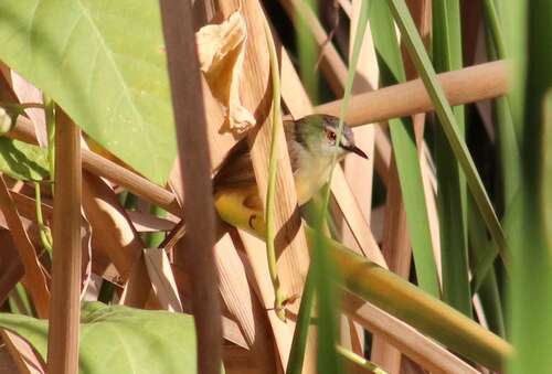 Yellow-bellied Prinia (Prinia flaviventris), photo 4