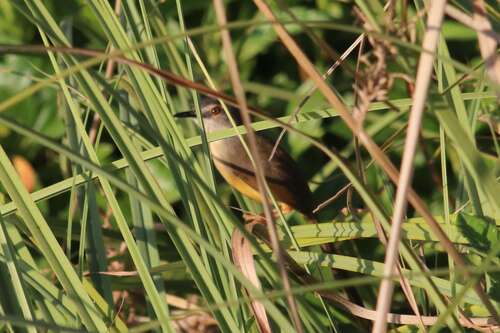 Yellow-bellied Prinia (Prinia flaviventris), photo 9