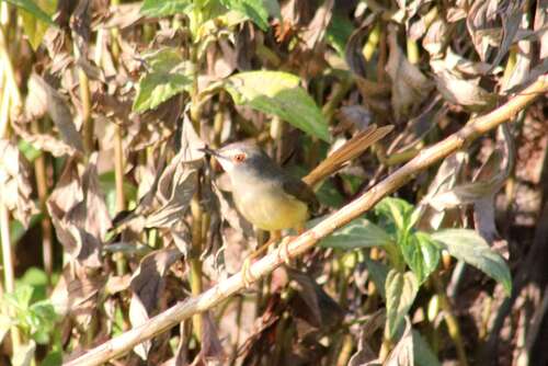 Yellow-bellied Prinia (Prinia flaviventris), photo 10